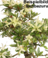 Preview: Bonsai Japanische Satsuki Azalee 'Senbazuru' Rhododendron indicum 229/135