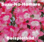 Preview: Bonsai - Japanische Satsuki Azalee 'Suzu-no-Homare' -Rhododendron indicum 229/94