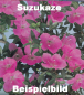 Preview: Bonsai Japanische Satsuki Azalee 'Suzukaze' Rhododendron indicum 229/133