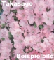 Preview: Bonsai - Japanische Satsuki Azalee 'Takasago' 211/39