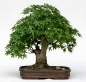 Preview: Acer palmatum - Japanischer Fächerahorn (Pflegeanleitung)
