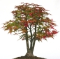 Preview: Acer palmatum - Japanischer Fächerahorn (Pflegeanleitung)