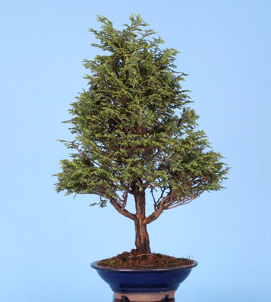 Chamaecyparis obtusa -  Muschelzypresse, Hinoki-Scheinzypresse (Pflegeanleitung)