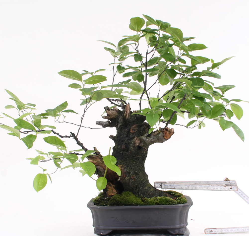 Bonsai-Shopping.eu - 12,5 Liter Akadama 1-5 mm aus Ibaraki, hart