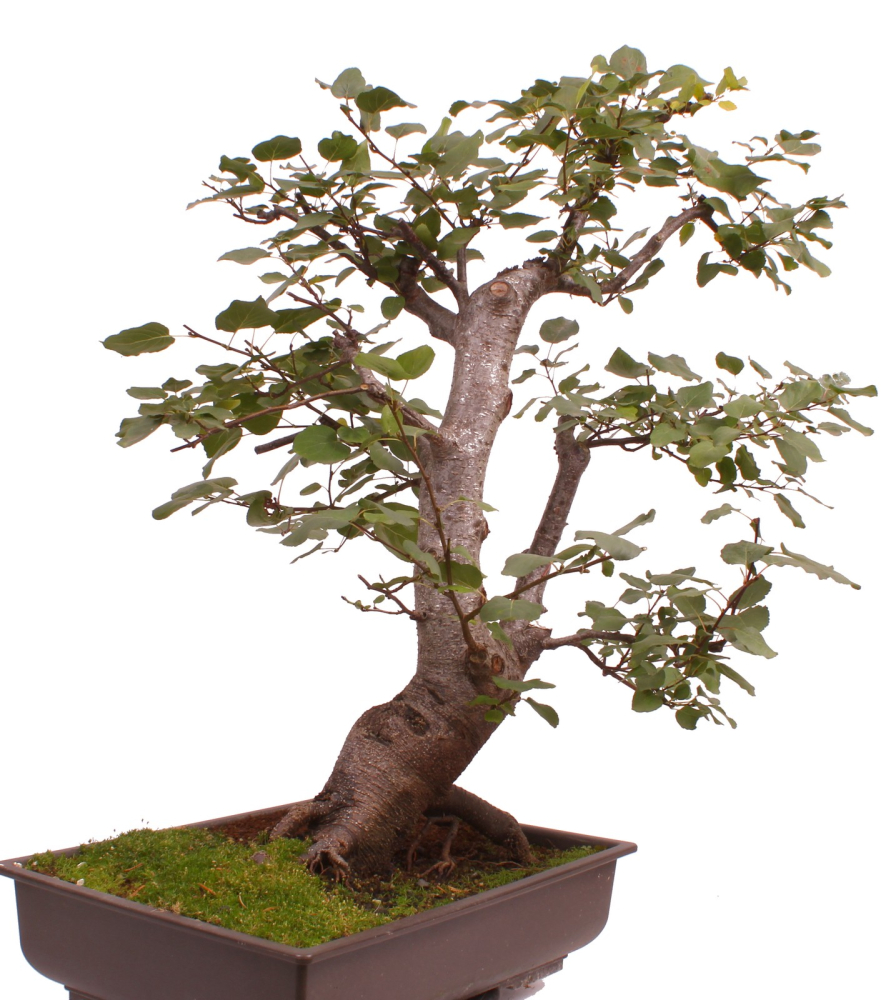 Preview: Bonsai - Alnus cordata, Italienische Erle, Herzblättrige Erle 197/186