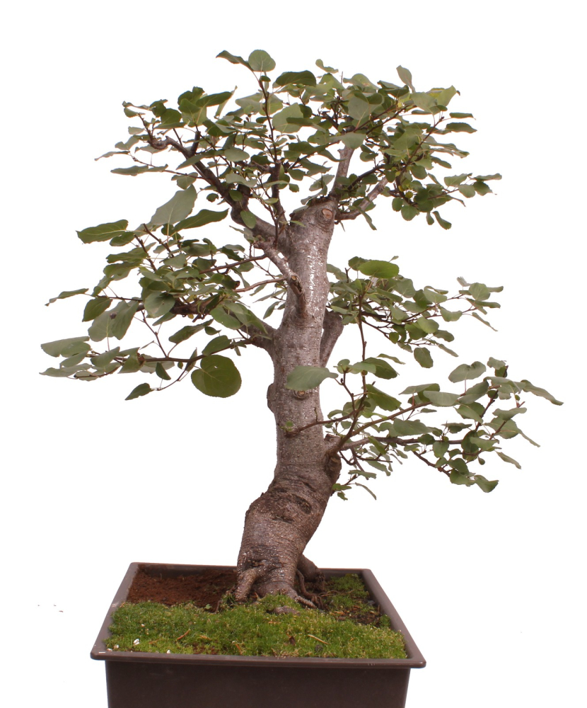 Preview: Bonsai - Alnus cordata, Italienische Erle, Herzblättrige Erle 197/186