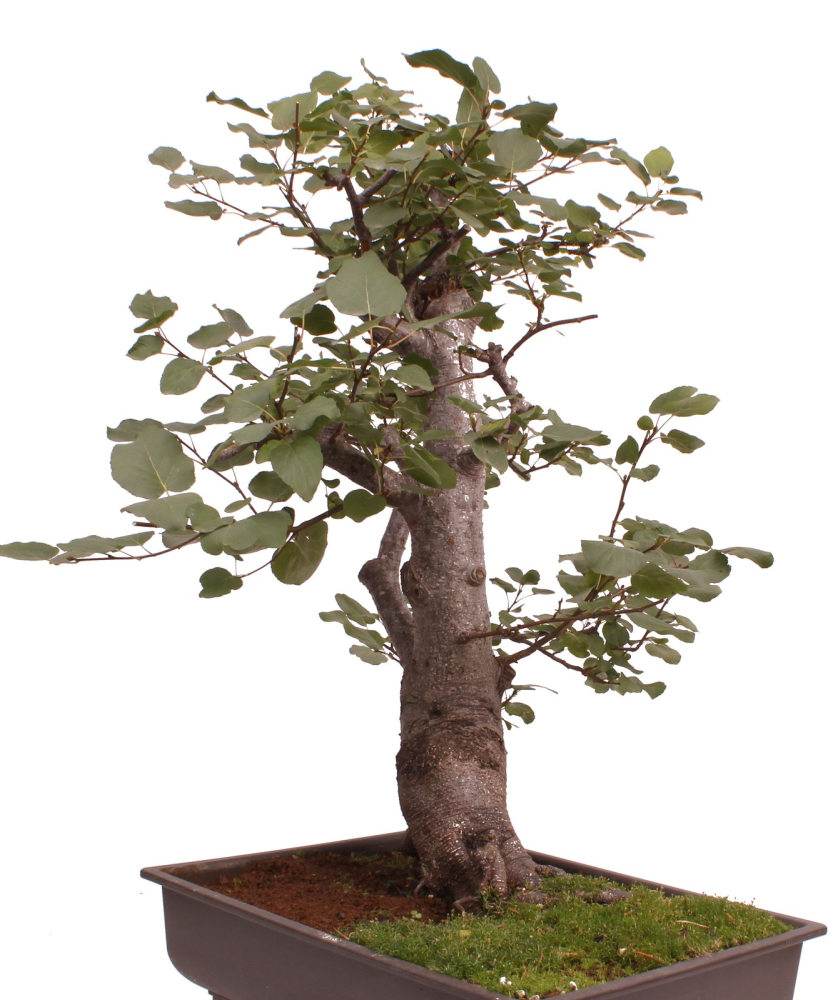 Preview: Bonsai - Alnus cordata, Italienische Erle, Herzblättrige Erle 197/186