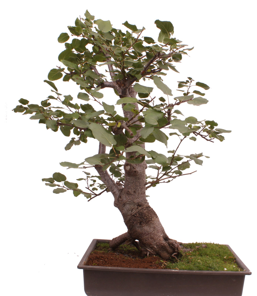 Bonsai - Alnus cordata, Italienische Erle, Herzblättrige Erle 197/186