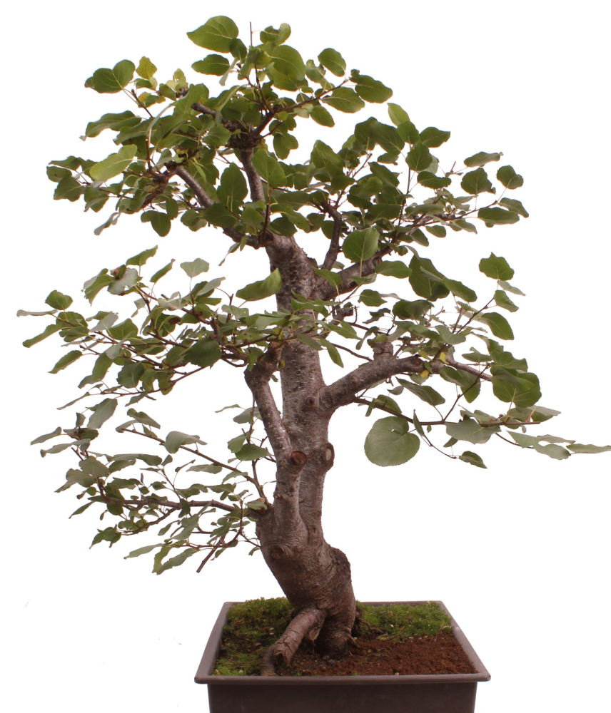Bonsai - Alnus cordata, Italienische Erle, Herzblättrige Erle 197/186