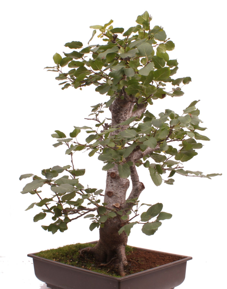 Bonsai - Alnus cordata, Italienische Erle, Herzblättrige Erle 197/186