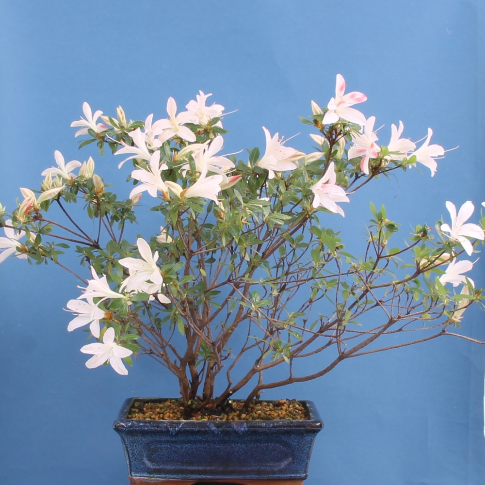 Bonsai - Japanische Satsuki Azalee 'Reiko', Rhododendron indicum  201/112