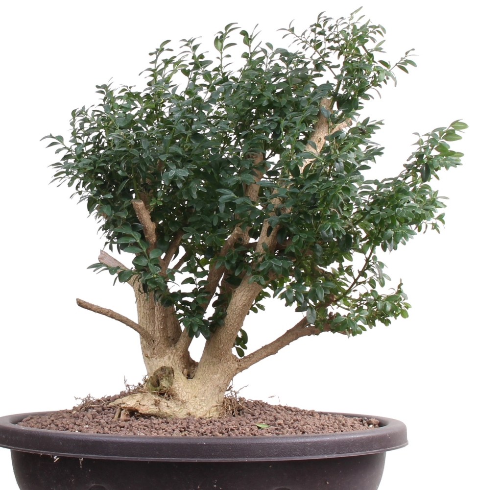 Bonsai - Buxus sempervirens, Buchsbaum  201/130