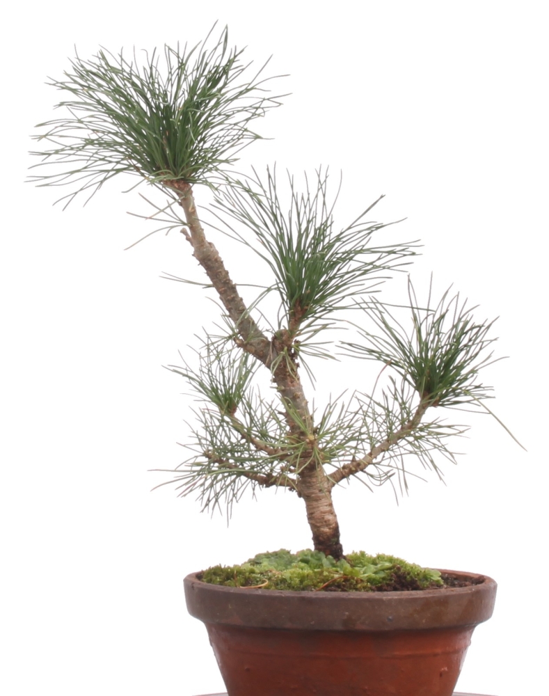 Bonsai - Pinus cembra, Zirbelkiefer  201/191