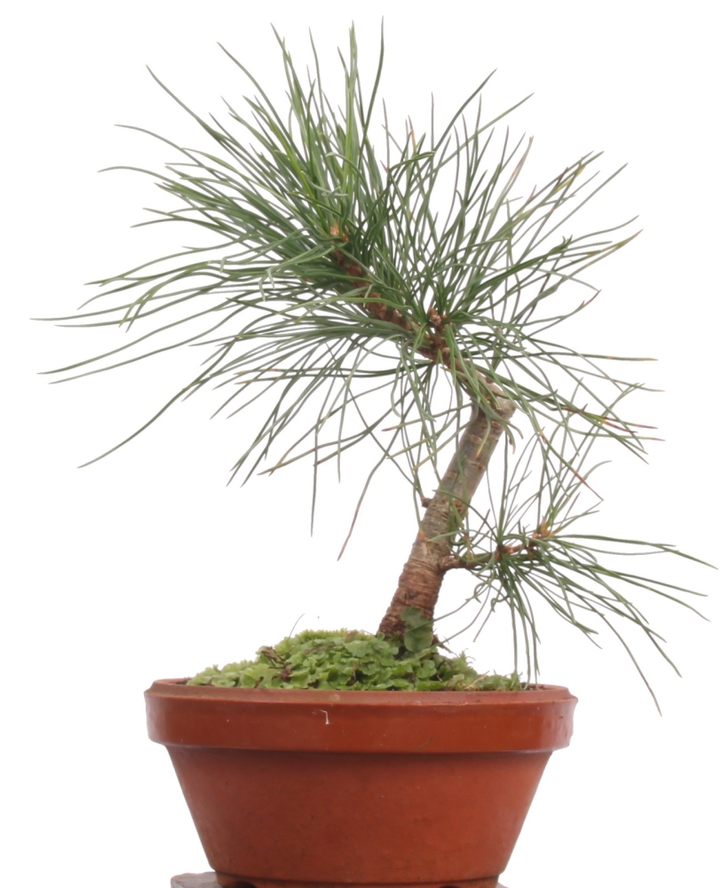 Bonsai - Pinus cembra, Zirbelkiefer  201/195