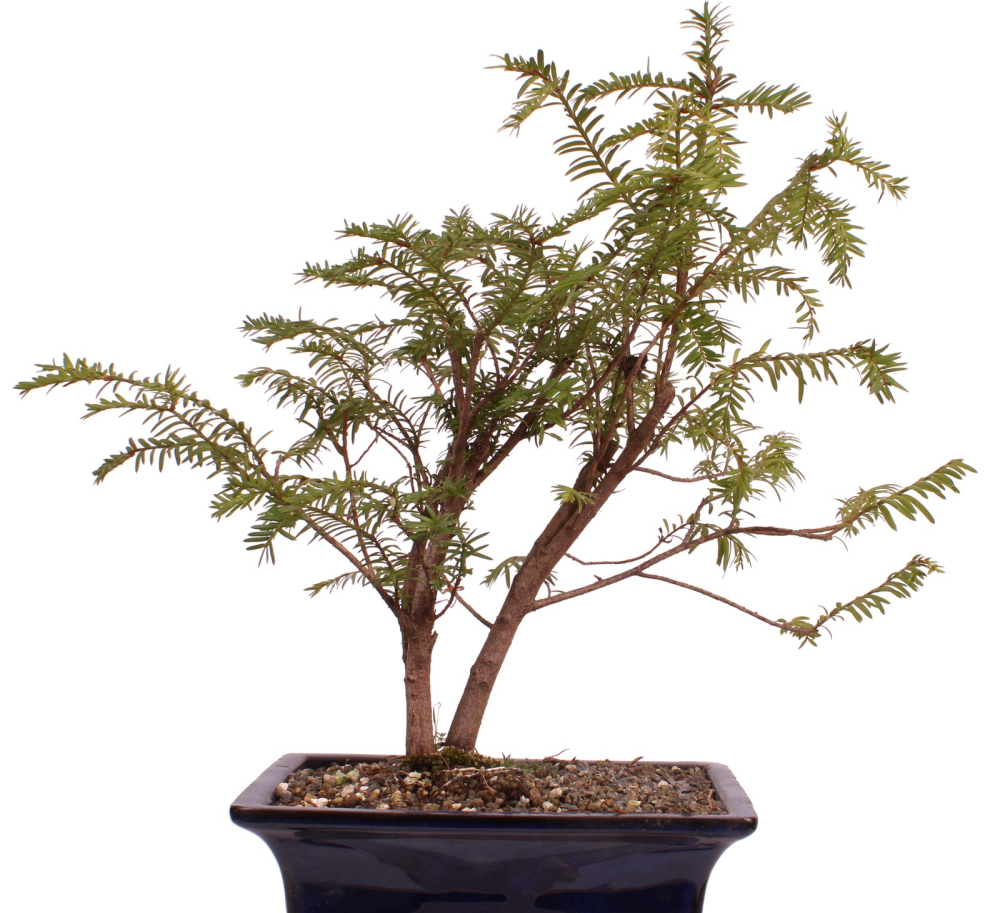 Preview: Bonsai - Taxus baccata - Europäische Eibe 2er-Gruppe  201/216