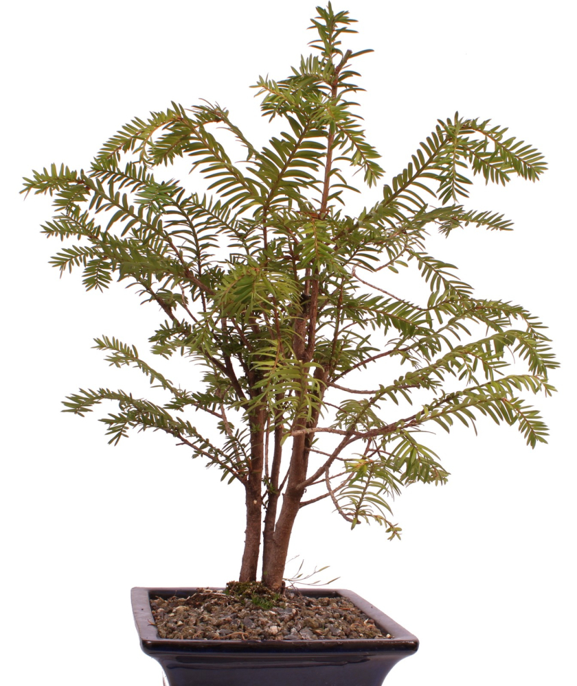 Preview: Bonsai - Taxus baccata - Europäische Eibe 2er-Gruppe  201/216