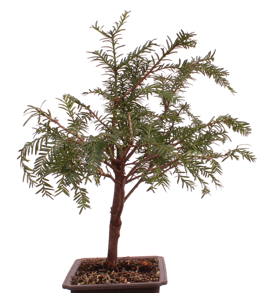 Preview: Bonsai Taxus baccata – Europäische Eibe – 38 cm – 201/219