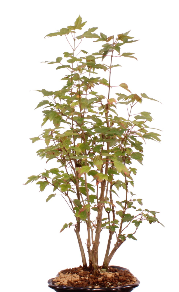 Preview: Bonsai - Acer buergerianum, Dreispitzahorn, Wald mit 8 Bäumen 204/05