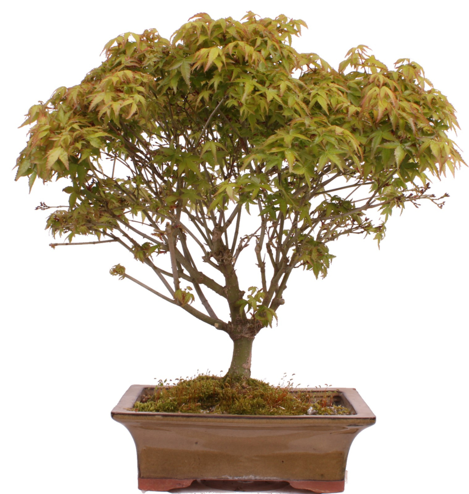 Bonsai - Acer palmatum Kiyohime - Japanischer Fächerahorn 204/74