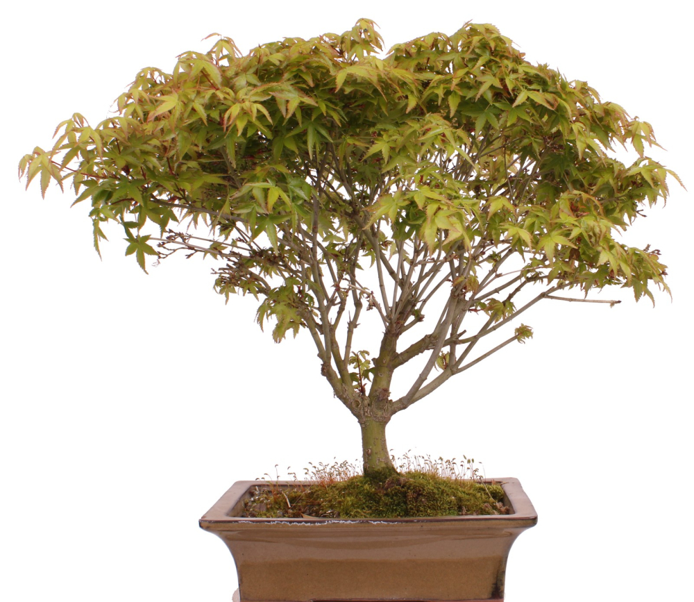 Preview: Bonsai - Acer palmatum Kiyohime - Japanischer Fächerahorn 204/74