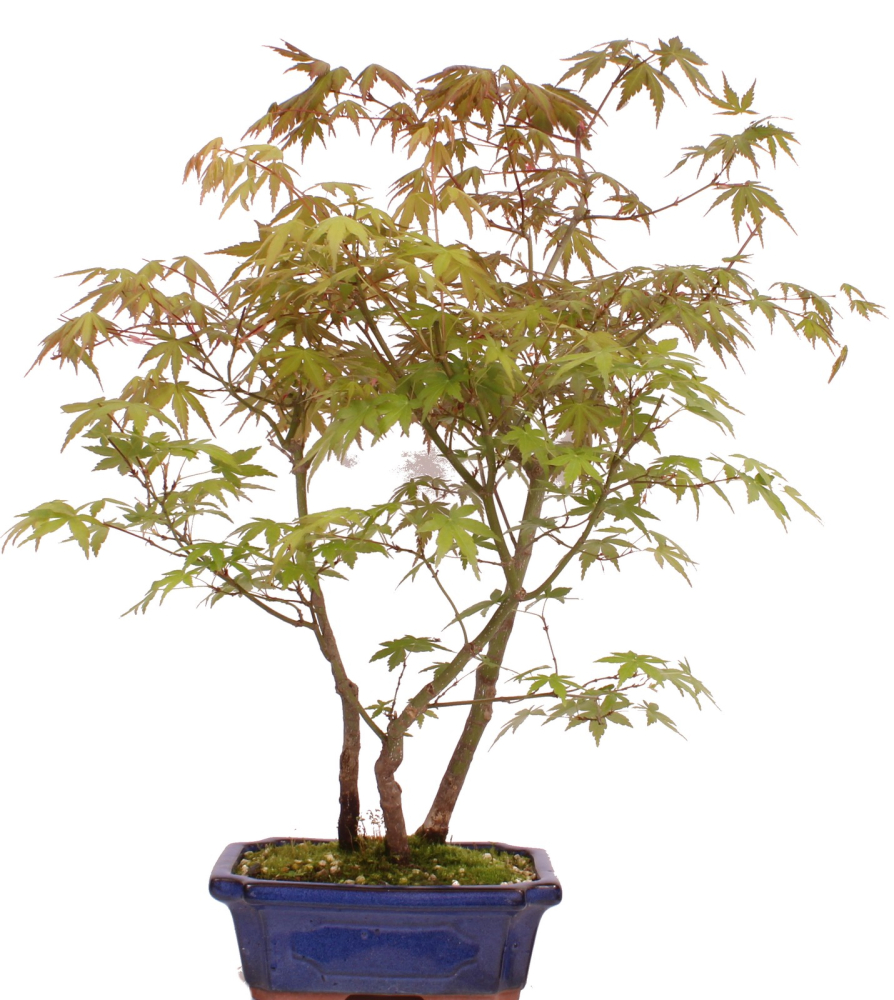 Preview: Bonsai - Acer palmatum 'Yamamomiji', Japanischer Fächerahorn 204/92D