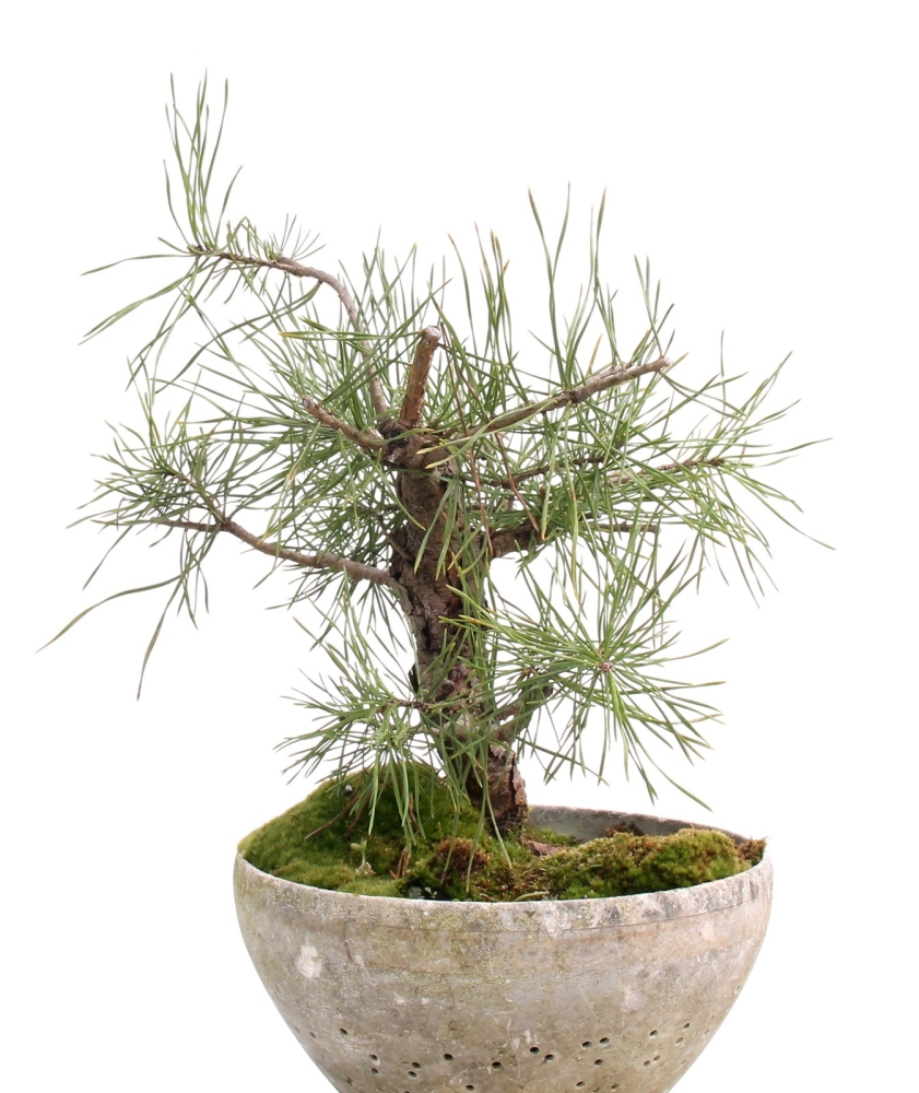 Bonsai - Pinus sylvestris, Waldkiefer Shohin 208/25