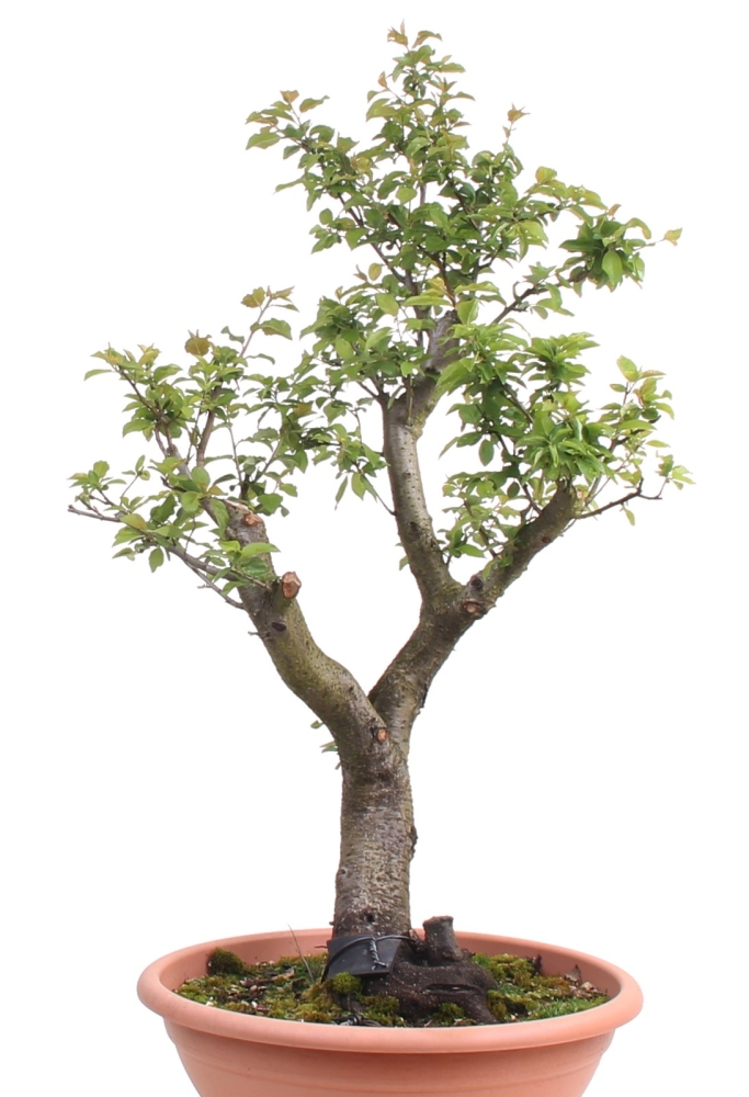 Bonsai - Yamadori - Prunus spinosa, Schlehe, Schwarzdorn   208/28