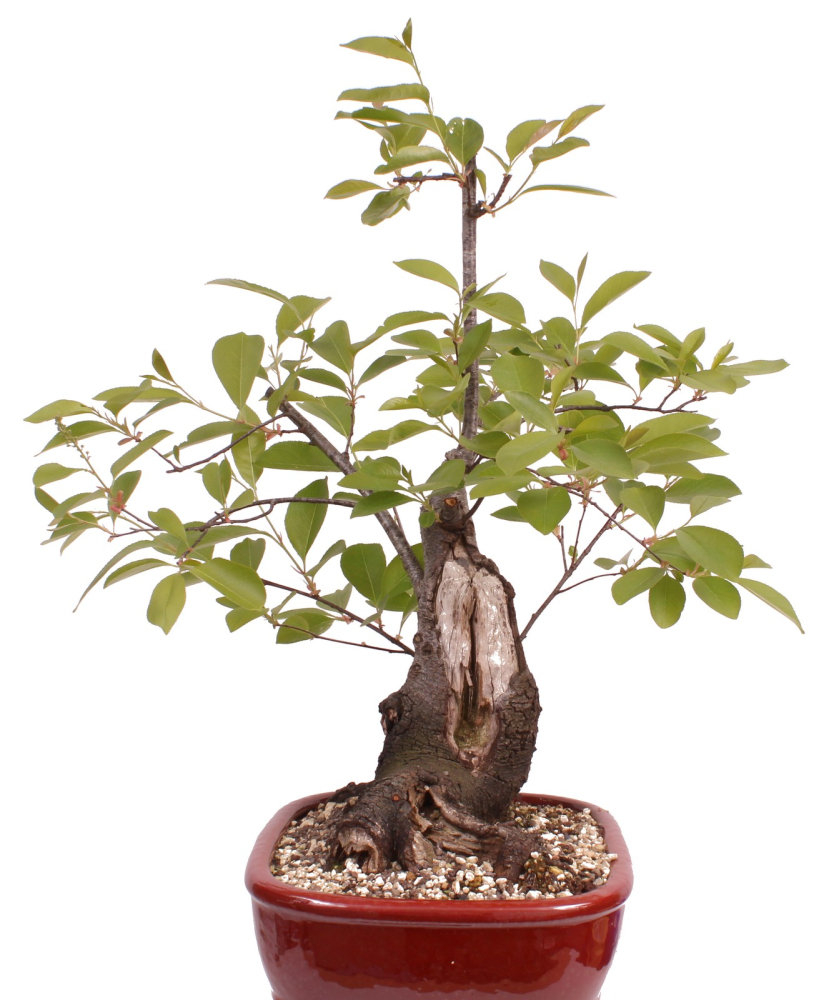 Preview: Bonsai - Prunus padus - Traubenkirsche - Yamadori  208/31