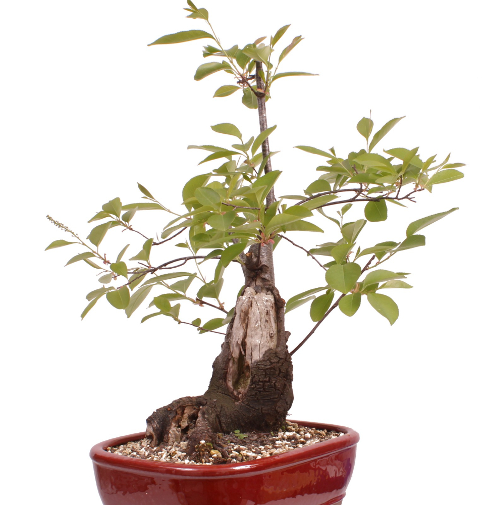 Preview: Bonsai - Prunus padus - Traubenkirsche - Yamadori  208/31