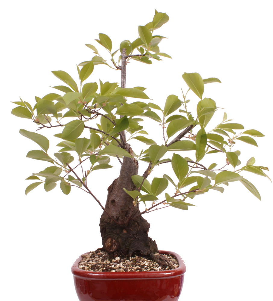 Bonsai - Prunus padus - Traubenkirsche - Yamadori  208/31