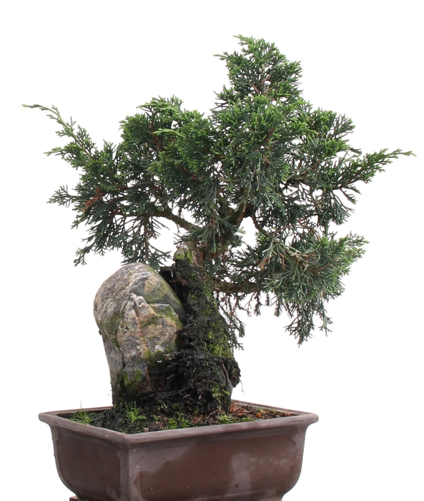 Bonsai - Juniperus chinensis , Chinesischer Wacholder auf Stein  209/109
