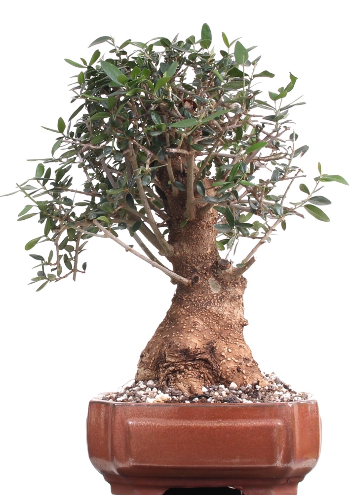 Bonsai - Olea europaea Sylvestris, Wild-Olive  209/154