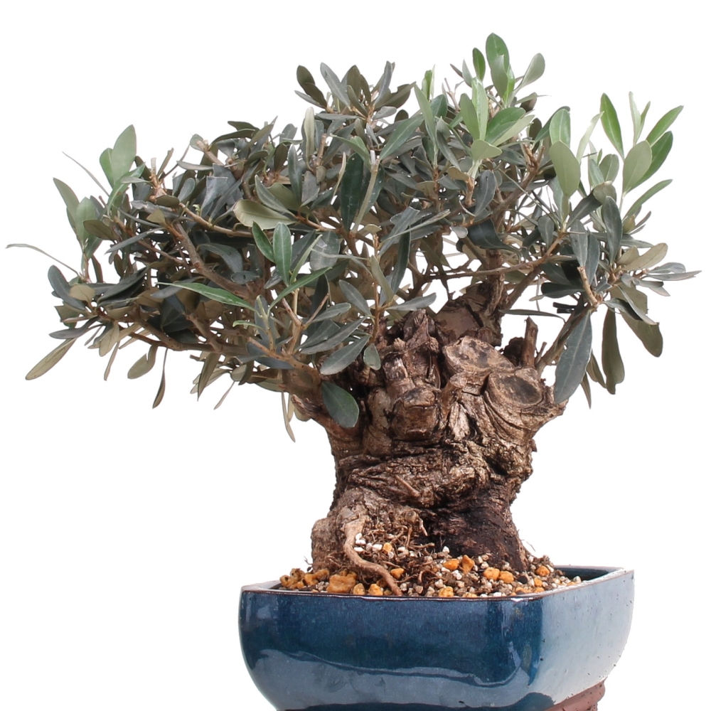 Bonsai - Olea europaea, Olive  209/156