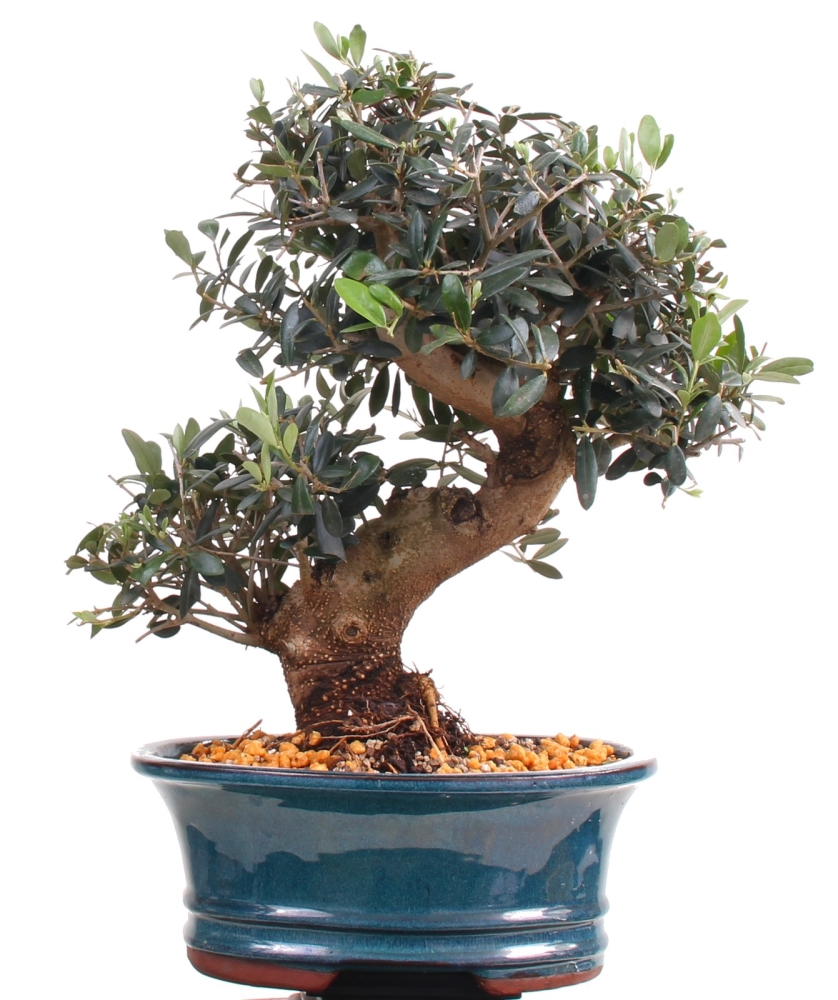 Bonsai - Olea europaea, Olive  209/158