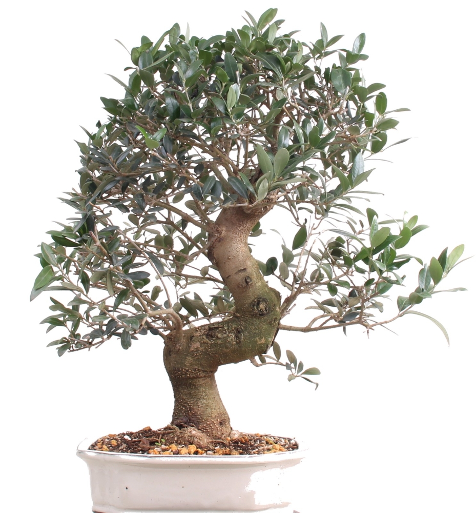 Bonsai - Olea europaea, Olive  209/164