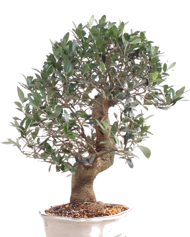 Bonsai - Olea europaea, Olive  209/164
