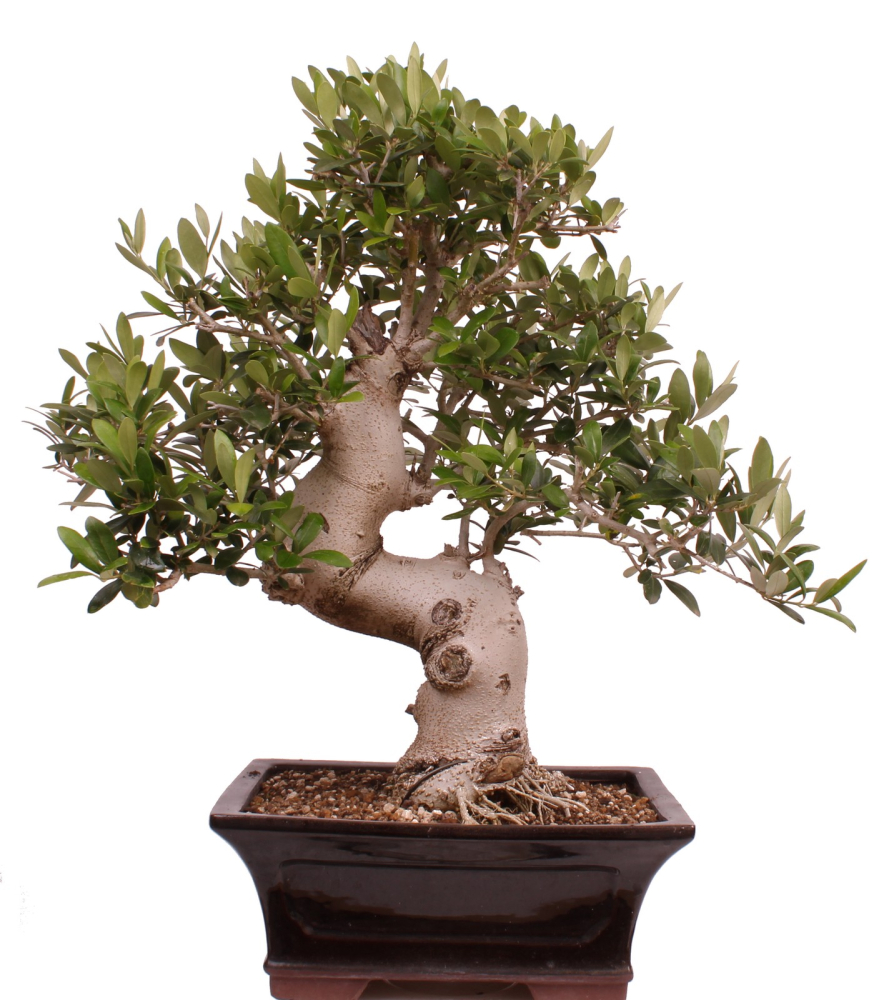 Bonsai - Olea europaea, Olive 209/165