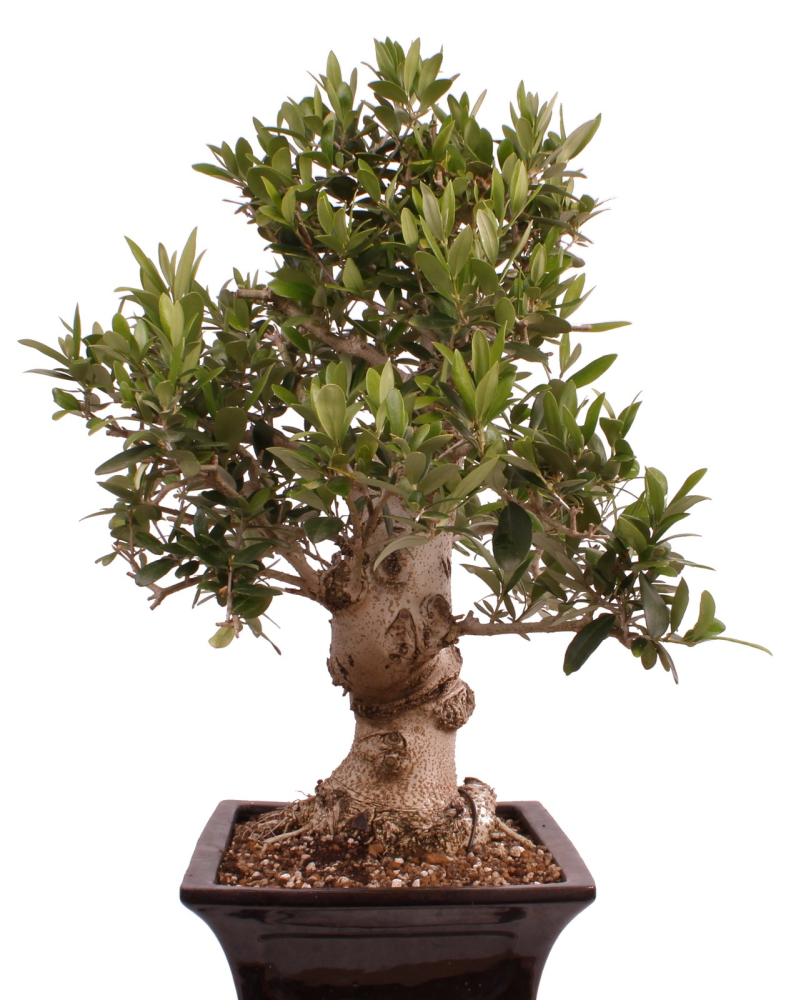 Bonsai - Olea europaea, Olive 209/165