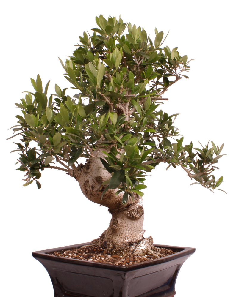 Bonsai - Olea europaea, Olive 209/165