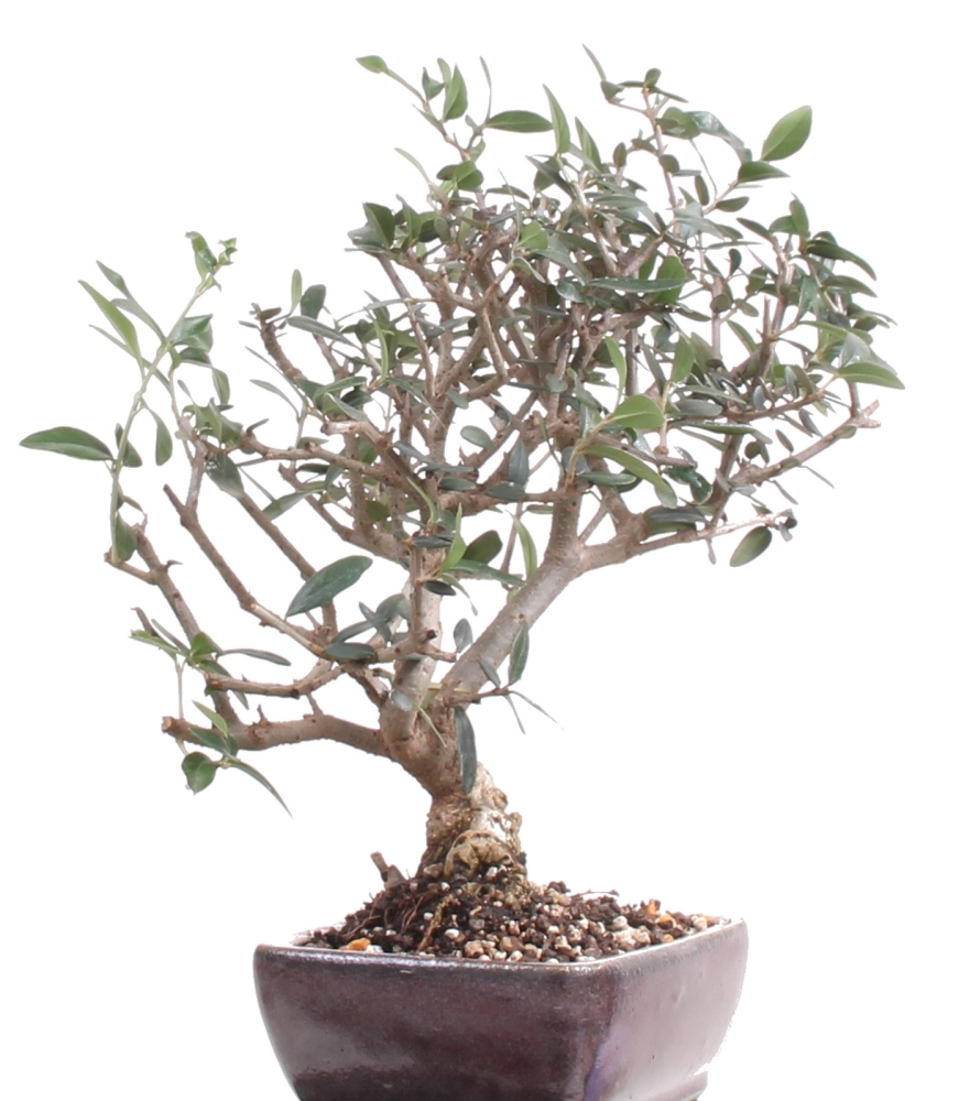Bonsai - Olea europaea Sylvestris, Wild-Olive  209/170