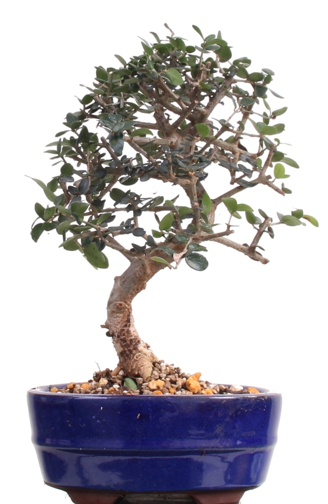 Bonsai - Olea europaea Sylvestris, Wild-Olive 209/174