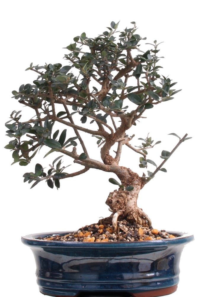 Bonsai - Olea europaea Sylvestris, Wild-Olive 209/176