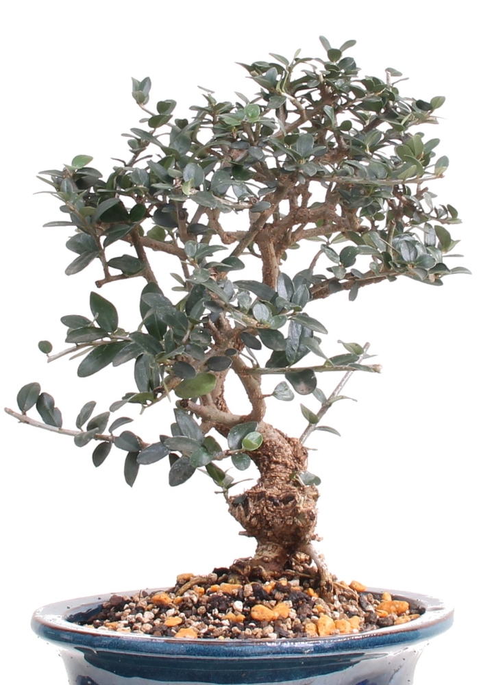 Bonsai - Olea europaea Sylvestris, Wild-Olive 209/176