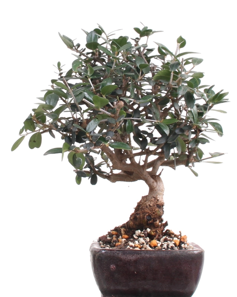 Bonsai - Olea europaea Sylvestris, Wild-Olive  209/180