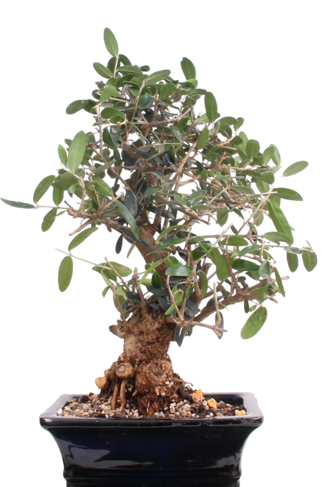 Bonsai - Olea europaea Sylvestris, Wild-Olive 209/185