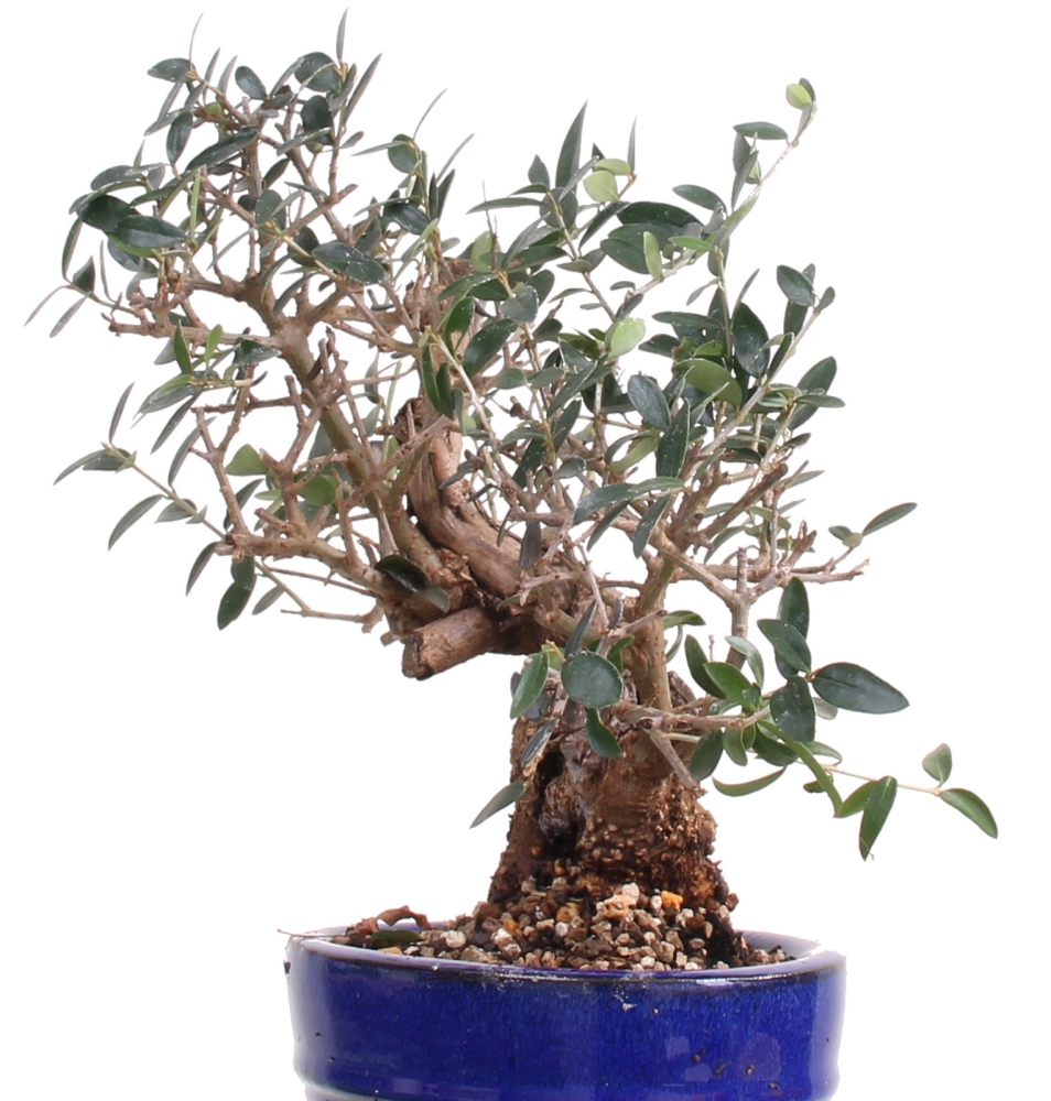 Bonsai - Olea europaea Sylvestris, Wild-Olive 209/186
