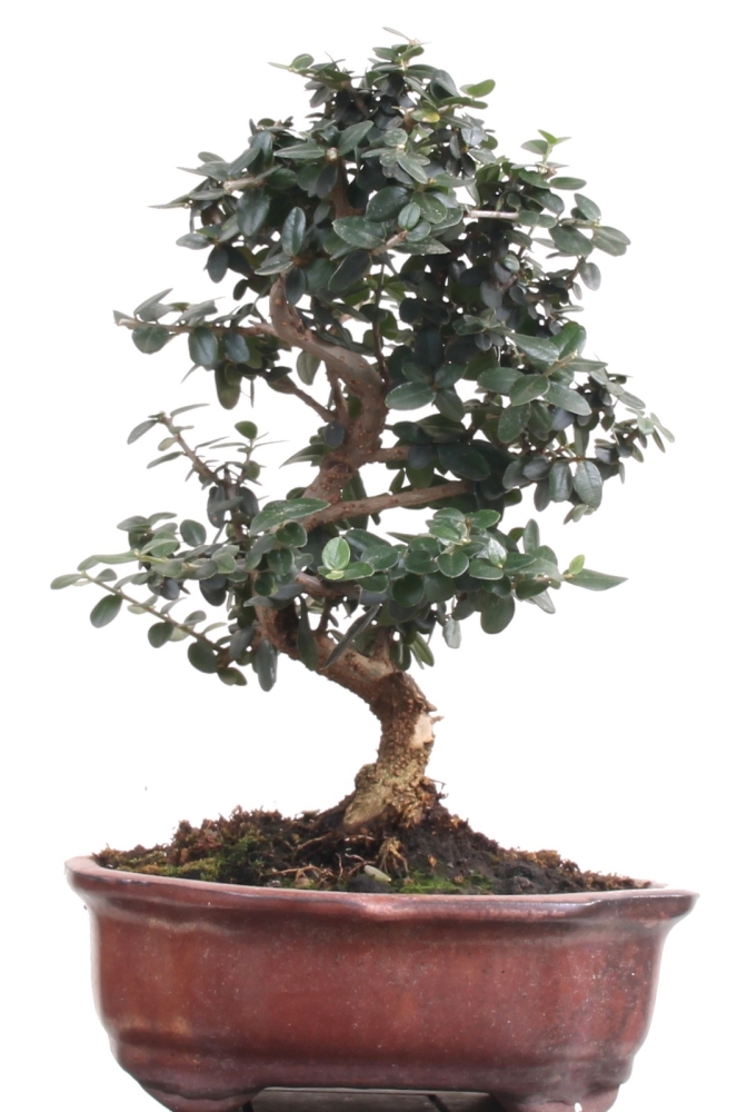 Bonsai - Olea europaea Sylvestris, Wild-Olive 209/197