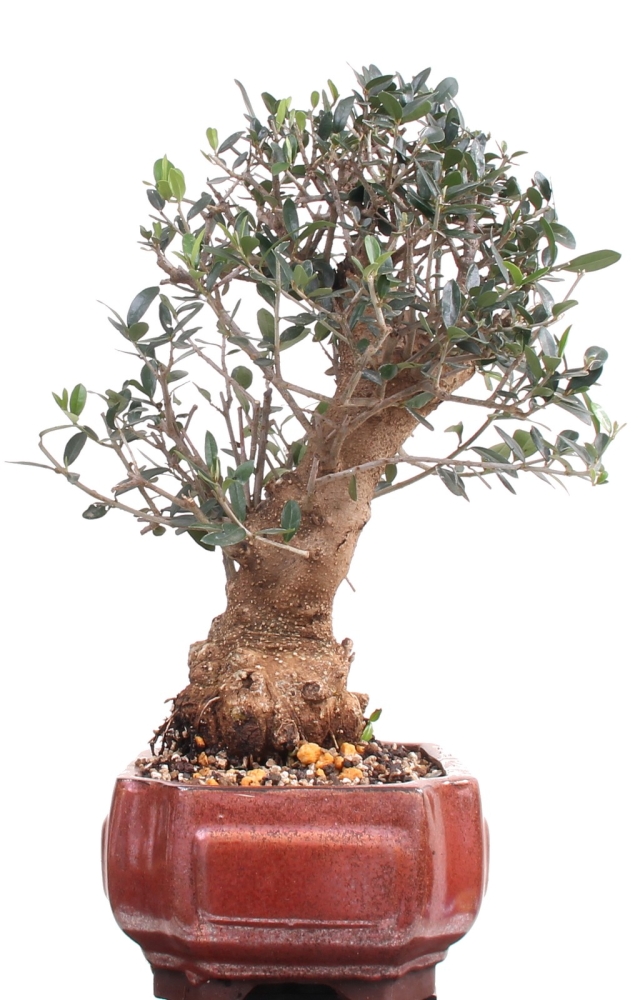 Bonsai - Olea europaea Sylvestris, Wild-Olive 209/206