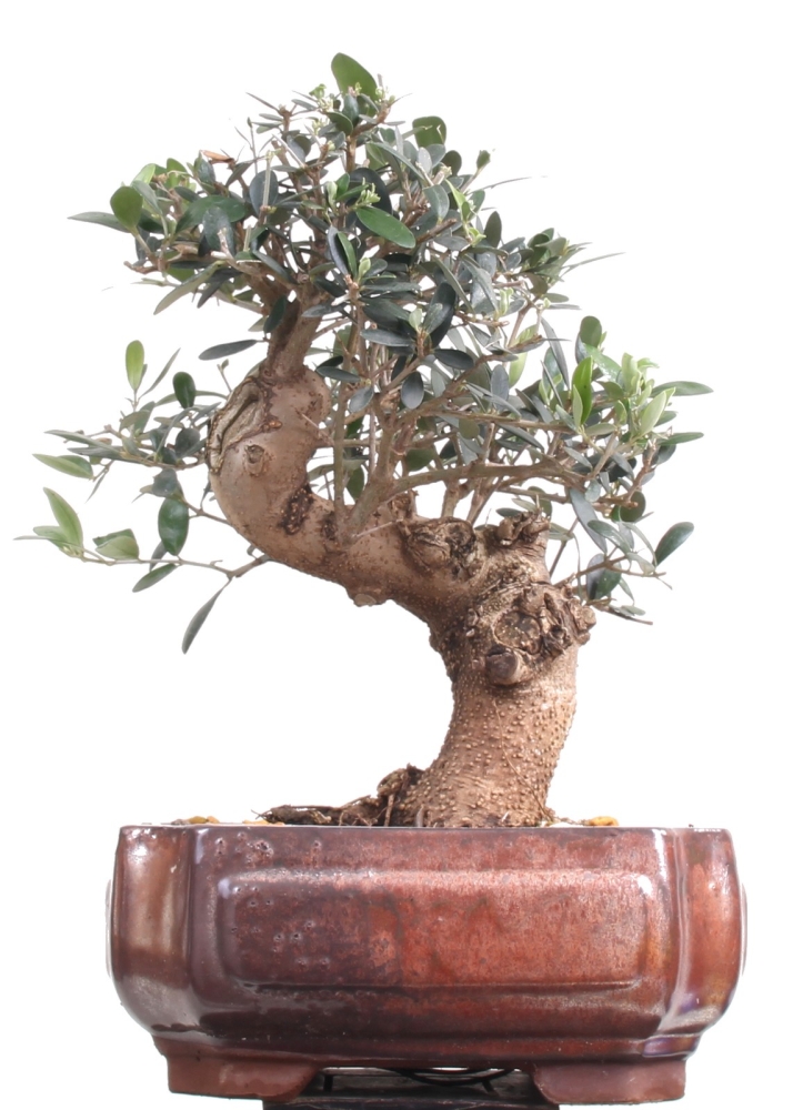 Bonsai - Olea europaea Sylvestris, Wild-Olive  209/207