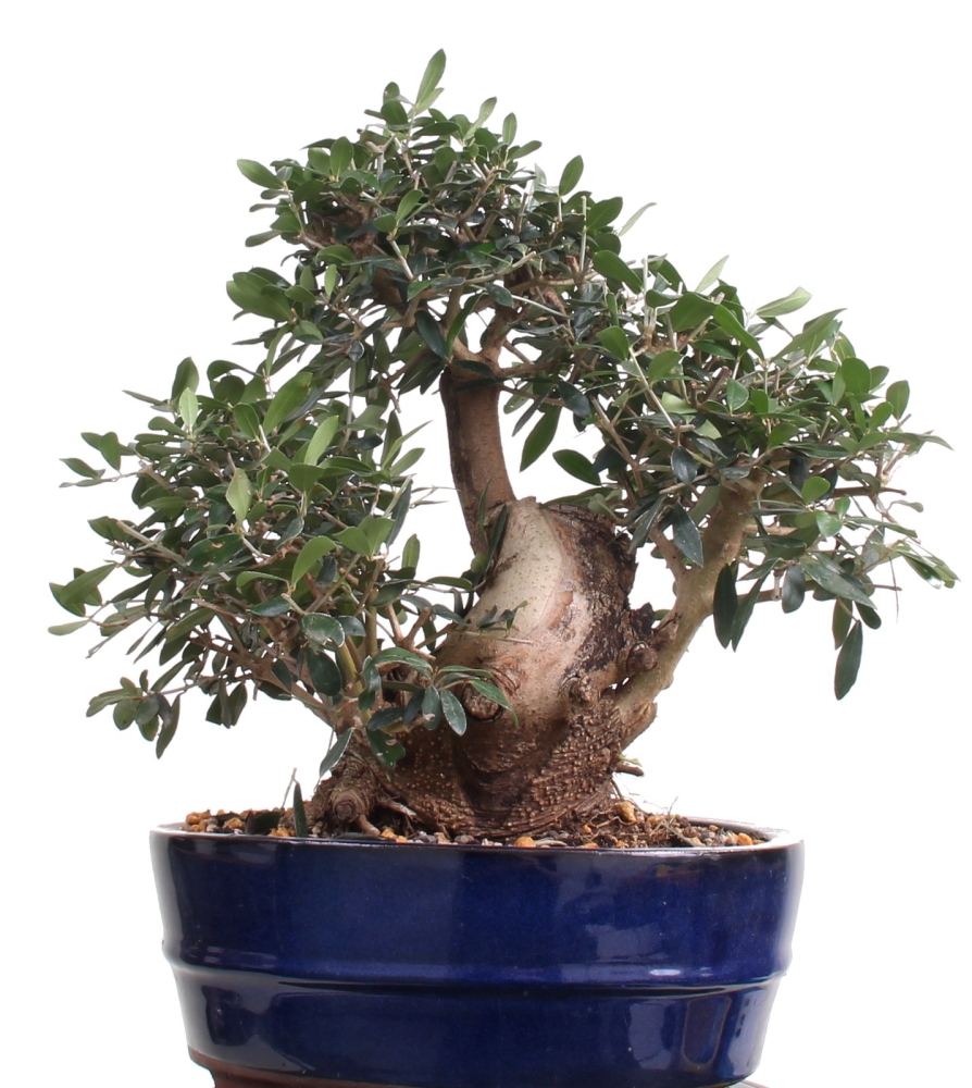 Bonsai - Olea europaea Sylvestris, Wild-Olive  209/220